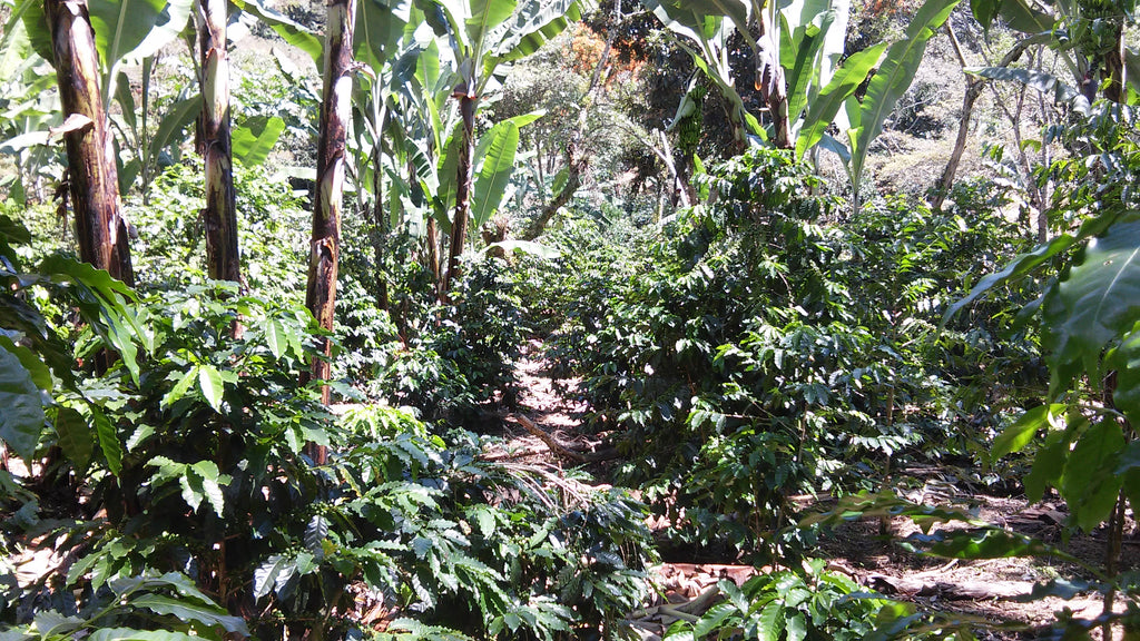 SNCC 2023 Competition Coffee - Finca Santuario 'Passionfruit'
